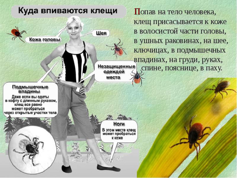 Внимание! Клещ!. Внимание! Клещ!.